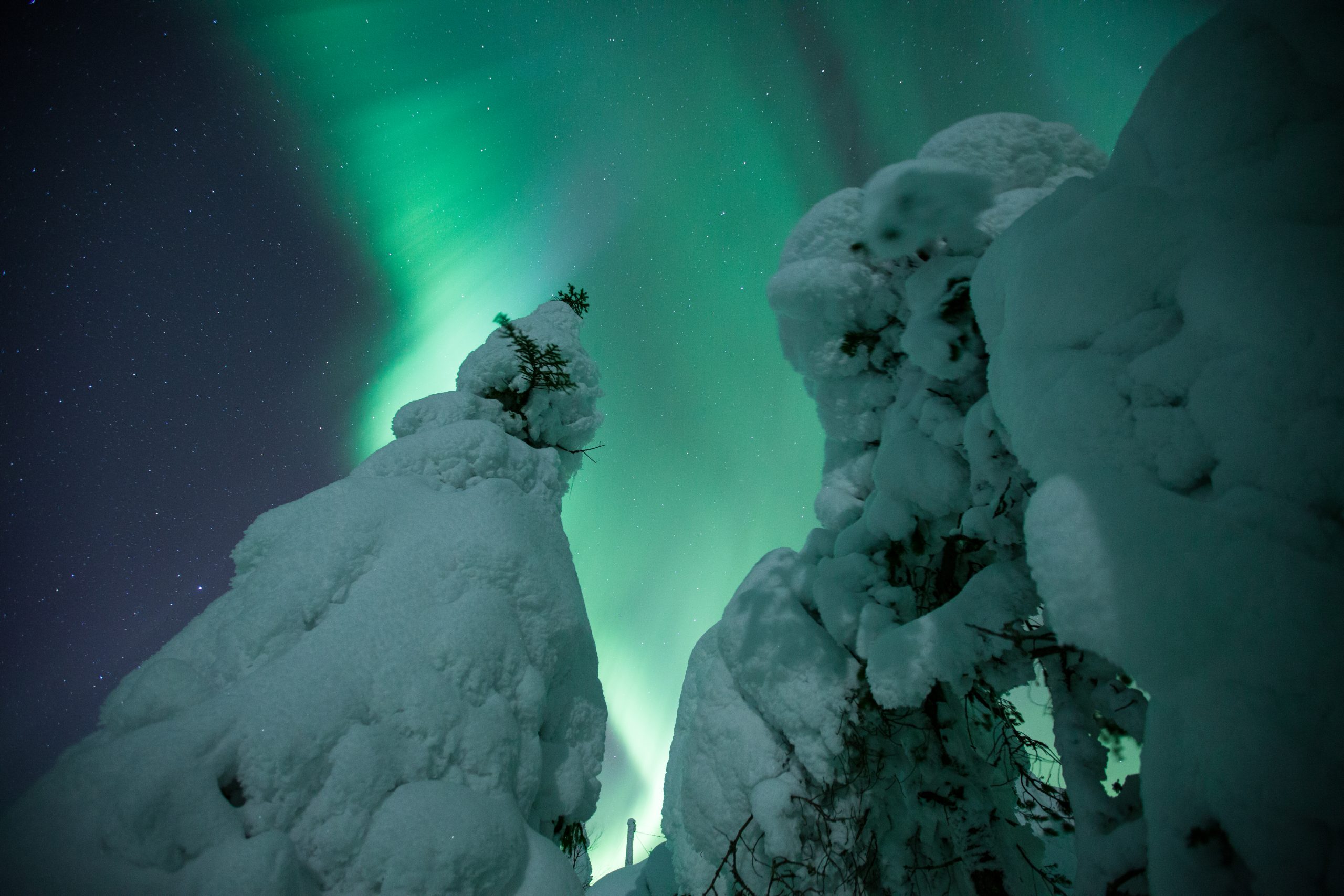 “Northern Lights above a forest near Rovaniemi, Finland”