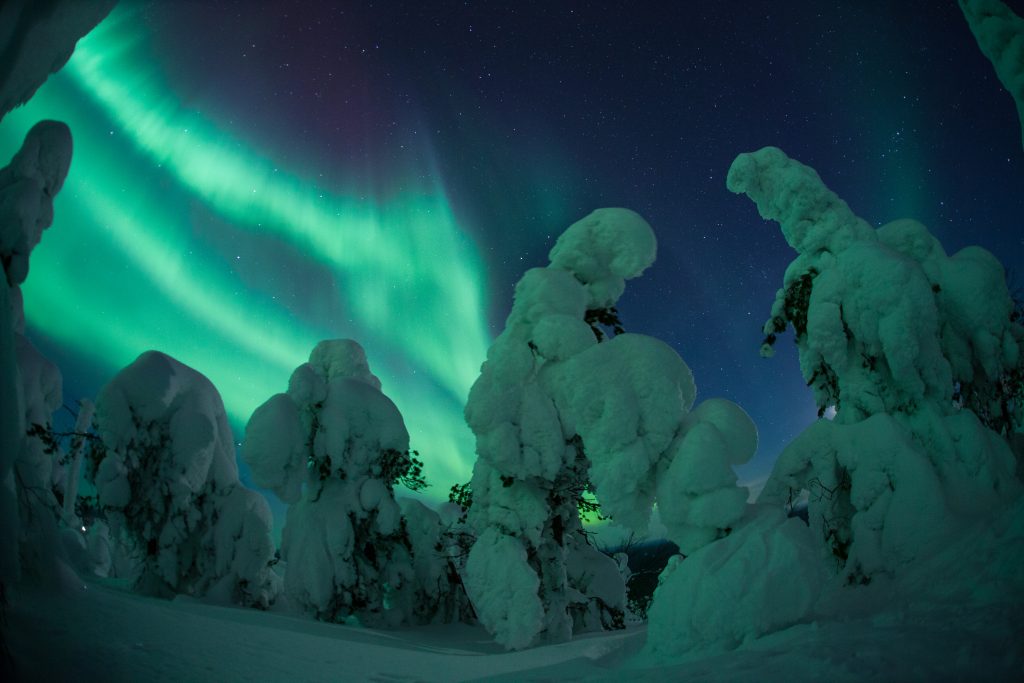 Northern Lights above a forest near Rovaniemi, Finlan